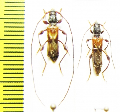 Molorchus ? minor, pair  Russia, Krasnodar reg. - INSECTS-STORE.RU