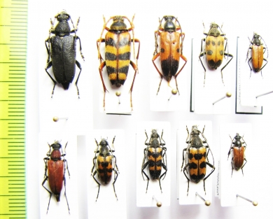 Stictoleptura rufa, S.scutellata, Leptura aurulenta, Anastrangalia montana, Pachytodes cerambyciformis, P.erraticus, Judolia sexmaculata, Pseudovadonia livida setosa - INSECTS-STORE.RU
