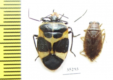 Hemiptera sp.  Panama - INSECTS-STORE.RU