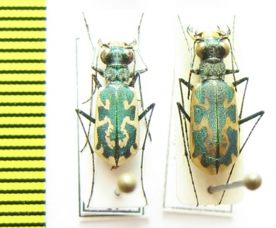 Cylindera inscripta, pair  Russia, Astrakhan reg. - INSECTS-STORE.RU