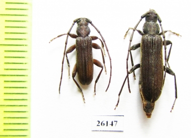 Cerambycidae sp., pair  South Africa Rep. - INSECTS-STORE.RU