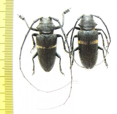 Zographus aulicus, pair  Zambia - INSECTS-STORE.RU