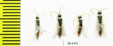 Tiphiidae sp.  Tajikistan - INSECTS-STORE.RU