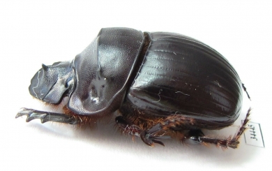 Catharsius chinai, male  Zambia - INSECTS-STORE.RU