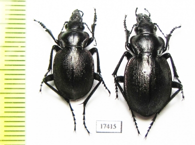 Callisthenes elegans kolshengelicus, pair  Kazakhstan - INSECTS-STORE.RU