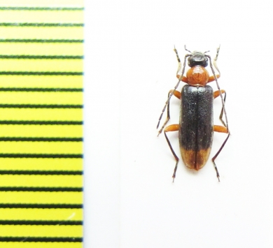 Pedilus rubricollis  Kazakhstan - INSECTS-STORE.RU