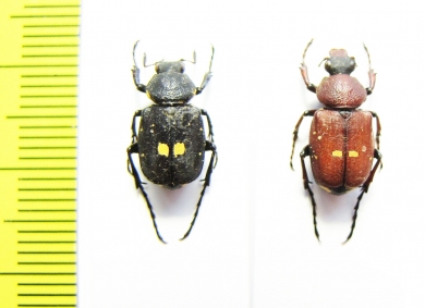 Paratrichius diversicolor  Taiwan - INSECTS-STORE.RU