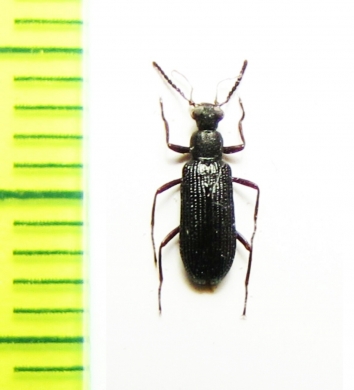 Tenebrionidae sp.  Malaysia, Borneo - INSECTS-STORE.RU
