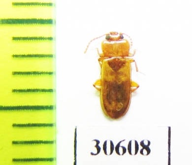 Doliema sp.  Laos - INSECTS-STORE.RU