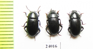 Colpotus sulcatus  Turkey - INSECTS-STORE.RU