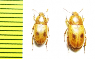 Phaleria prolixa aegyptiaca  Egypt - INSECTS-STORE.RU