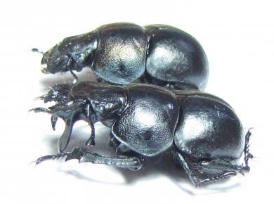 Lethrus anisodon, pair  Uzbekistan - INSECTS-STORE.RU