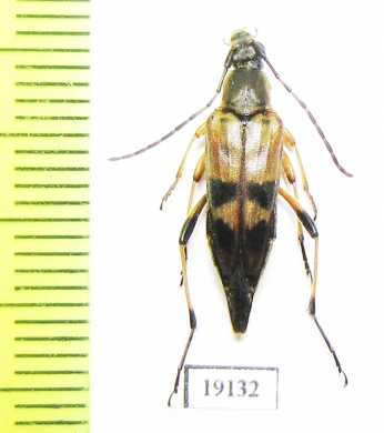 Leptura obliterata  USA - INSECTS-STORE.RU