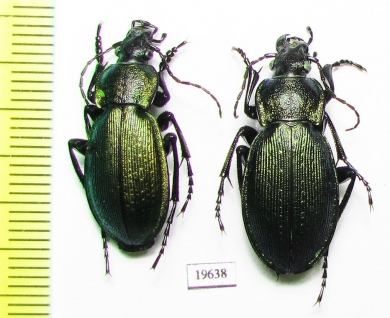 Carabus (Morphocarabus) regalis ssp., pair  Kazakhstan - INSECTS-STORE.RU