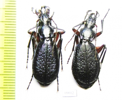 Carabus (Tribax) puschkini kolenatii, pair  Georgia - INSECTS-STORE.RU