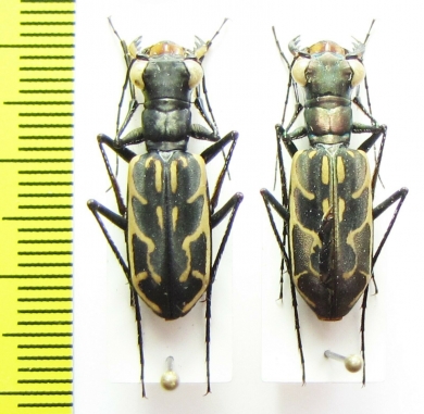 Hipparidium heros, pair  Indonesia, Sulawesi - INSECTS-STORE.RU