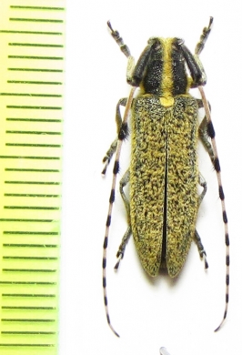 Agapanthia muellneri  Kirgizstan - INSECTS-STORE.RU