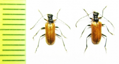 Lemula rufithorax  Japan - INSECTS-STORE.RU