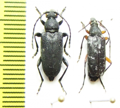 Stictoleptura scutellata, S.sp.  Russia/Kazakhstan - INSECTS-STORE.RU