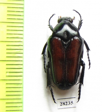 Ixorida castanea, Indonesia, Sulawesi - INSECTS-STORE.RU