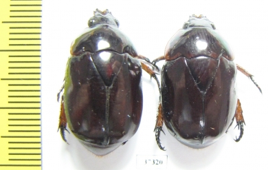 Rutelinae sp.  Ecuador - INSECTS-STORE.RU