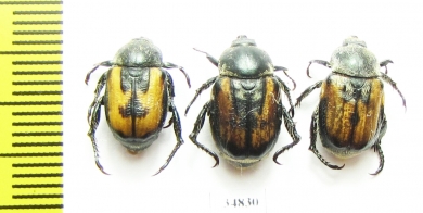 Anisoplia agricola  Russia, Astrakhan reg. - INSECTS-STORE.RU