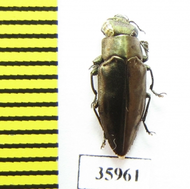 Buprestidae sp.  Tanzania - INSECTS-STORE.RU
