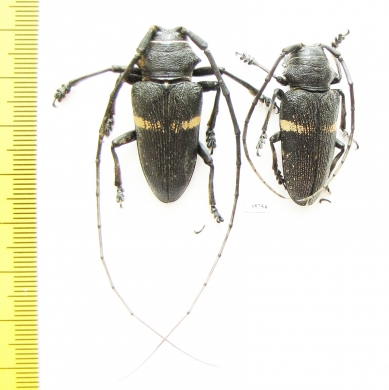 Zographus aulicus, pair  Zambia - INSECTS-STORE.RU