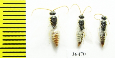 Tiphiidae sp.  Tajikistan - INSECTS-STORE.RU