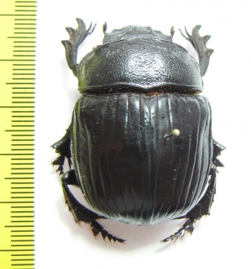 Heliocopris sp.  Congo - INSECTS-STORE.RU