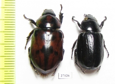 Cyclocephala sp.  Honduras - INSECTS-STORE.RU