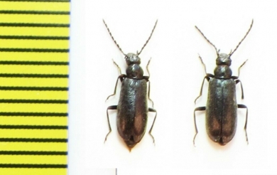 Pedilus sp.  Abkhazia - INSECTS-STORE.RU