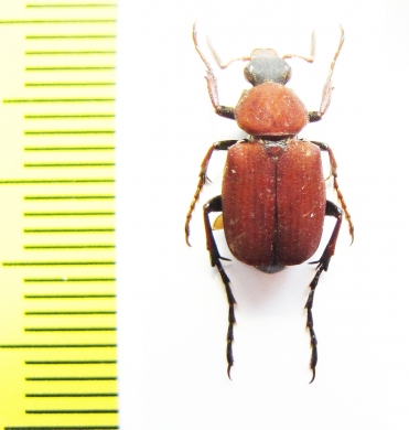 Paratrichius diversicolor  Taiwan - INSECTS-STORE.RU