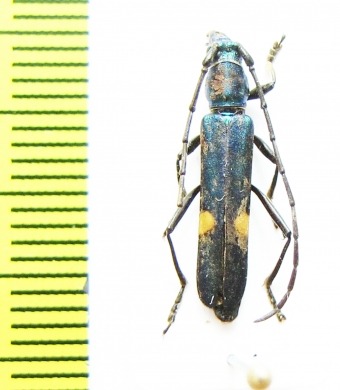 Cerambycidae sp.  Malaysia - INSECTS-STORE.RU