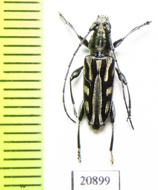 Scitugloglaucytes salomonum  Solomon isl. - INSECTS-STORE.RU