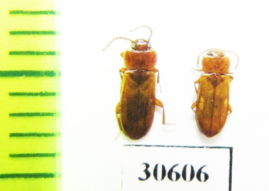 Doliema sp.  Laos - INSECTS-STORE.RU