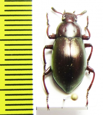 Tenebrionidae sp.  Malaysia, Borneo - INSECTS-STORE.RU