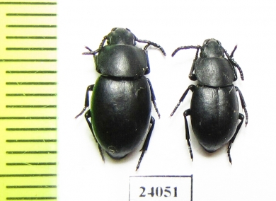 Dailognatha rugipleuris  Turkey - INSECTS-STORE.RU