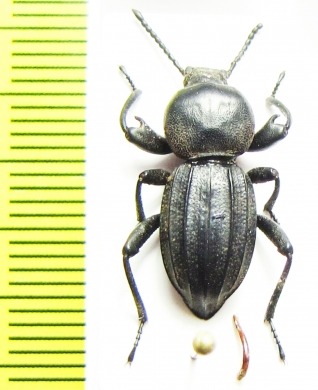 Scaurus striatus  Spain - INSECTS-STORE.RU