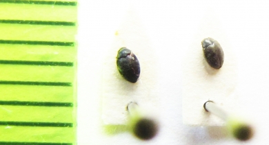 Linmichidae, Limnichus sericeus  Belorussia - INSECTS-STORE.RU