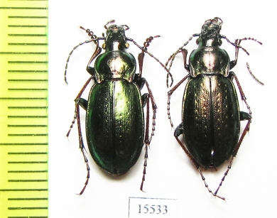 Carabus (Ophiocarabus) aeneolus, pair  Kazakhstan - INSECTS-STORE.RU
