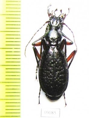 Carabus (Tribax) puschkini kolenatii  Georgia - INSECTS-STORE.RU