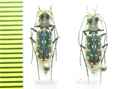 Lophyra sp.  Indonesia, Java - INSECTS-STORE.RU