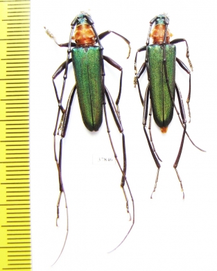 Chloridolum sieversi, pair  Russia, Far East - INSECTS-STORE.RU