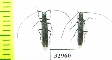 Teophilea subcylindricollis  Russia, Astrakhan reg. - INSECTS-STORE.RU