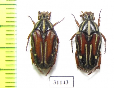 Ixorida regia bicolor  Indonesia, Kalimantan - INSECTS-STORE.RU