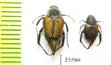 Hopliini sp.  South Africa Rep. - INSECTS-STORE.RU