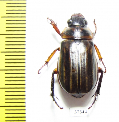 Rutelinae sp.  Ecuador - INSECTS-STORE.RU