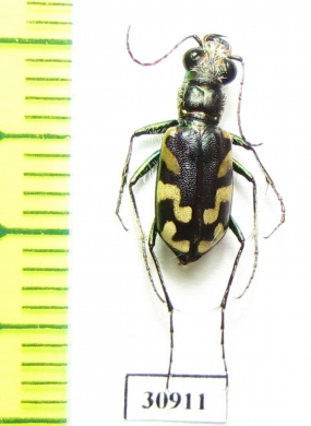 Cicindela fulgida  USA - INSECTS-STORE.RU