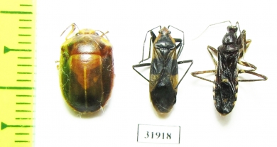 Hemiptera sp.  Peru - INSECTS-STORE.RU